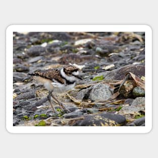 Baby Killdeer Chick Sticker